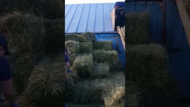 Деревянный транспортер для сена смотреть онлайн