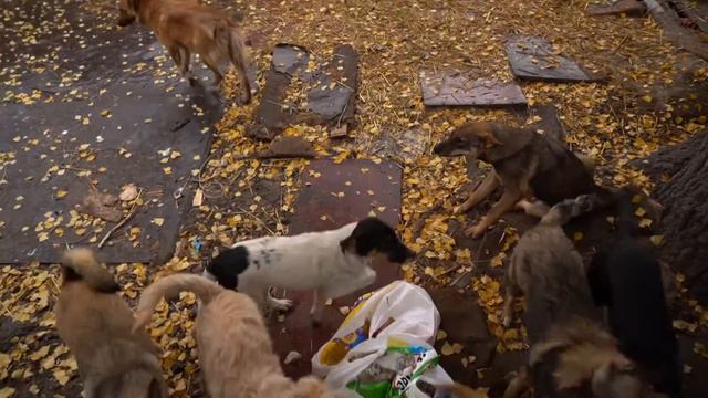 Неделя добра (помощь приюту «Четыре лапы») смотреть онлайн