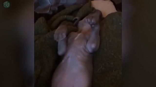 *Try Not To Laugh Challenge* Funny Dogs Compilation - Funniest Dog Videos 2017