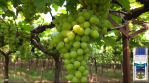 BAYER MOVENTO ENERGY INSECTICIDE | movento energy | bayer