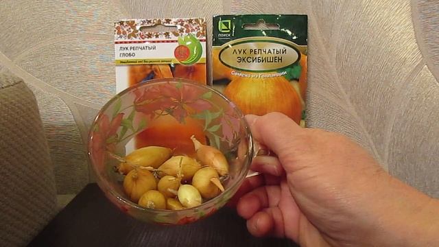 Можно ли вырастить хорошее перо лука из семян в домашних условиях?30.11.2019 смотреть онлайн