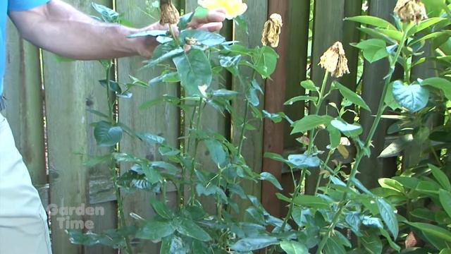 Rose Botrytis смотреть онлайн