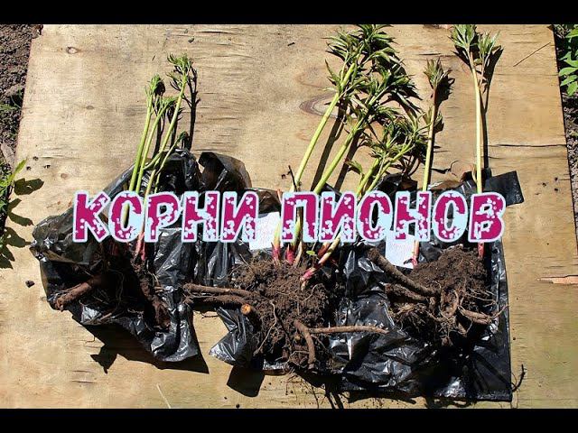 Корни пионов смотреть онлайн