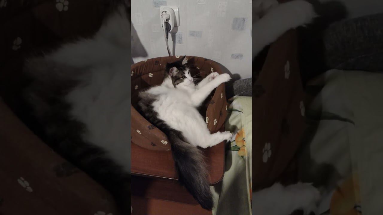 Cat's Fusion #cat #catlover #cute #funny #shortvideo #kedi #котики #кошки