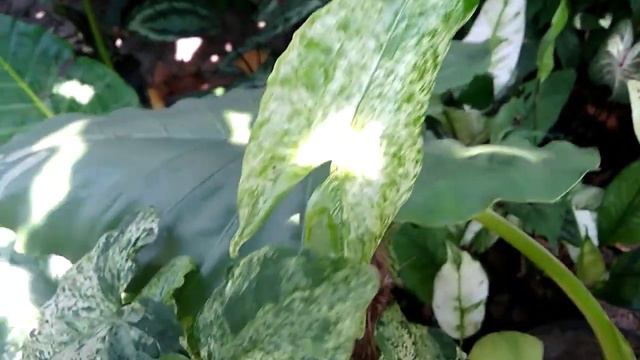 Wonderful Aglaonema & Syngonium смотреть онлайн