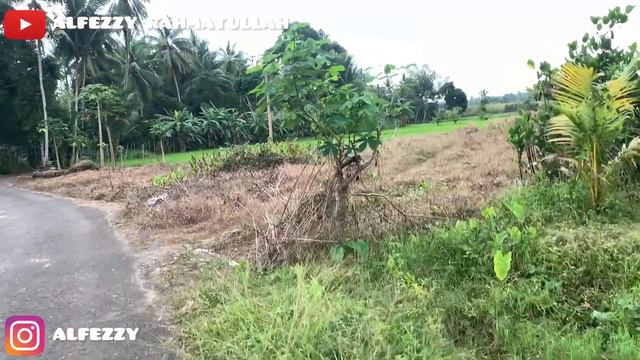 I'M VERY HAPPY TO BE WITH DAD | 17:30 TAKE A WALK WITH KONG #monpai #monyetekorpanjang #monkey смотреть онлайн