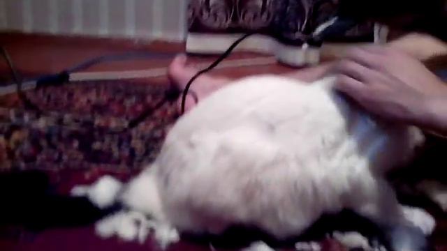самый злой кот которого я стриг the most evil cat which I clipped смотреть онлайн