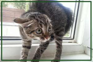 Самые милые и смешные коты и собаки