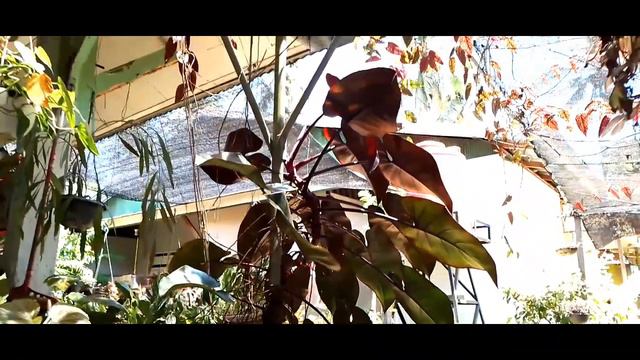 PERAWATAN PHILODENDRON ROYAL QUEEN & ERUBESCENS AGAR SUBUR DAN BERDAUN LEBAR смотреть онлайн