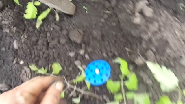 КАК Я ВЫСАДИЛА ПЕРЕРОСШУЮ РАССАДУ ТОМАТА БАТЯНЯ С ПОМОЩЬЮ ПОДРУЧНЫХ СРЕДСТВ. Ольга Чернова. смотреть онлайн