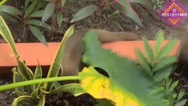 Любопытные носухи в Мексике! Узнайте больше о мире животных! смотреть онлайн