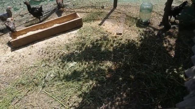 Пухопероед. Профилактика. Обработка птицы. смотреть онлайн