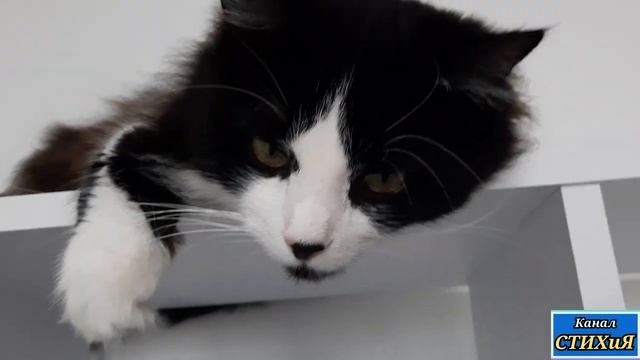 Музыкальное видео для отдыха/ Немного музыки и кот/music Video For Relaxation