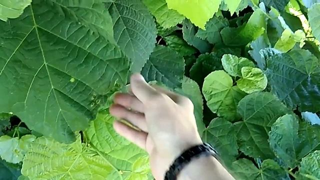 Листья во снах.mp4 смотреть онлайн