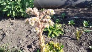 Как цветет Каменная роза