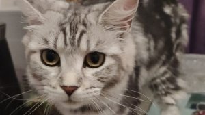 котэ