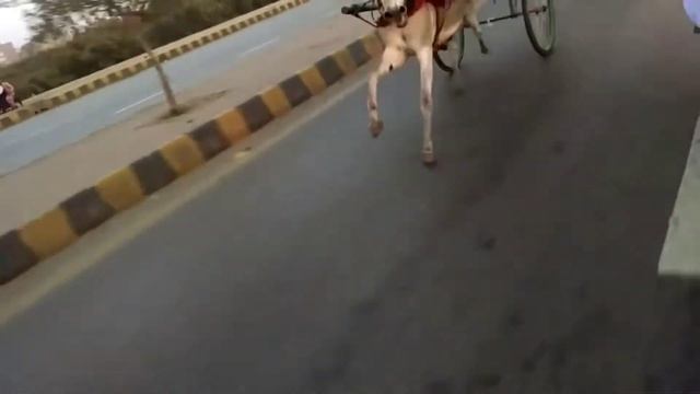Donkey Cart Race Competition in Lyari Karachi August 2021 смотреть онлайн