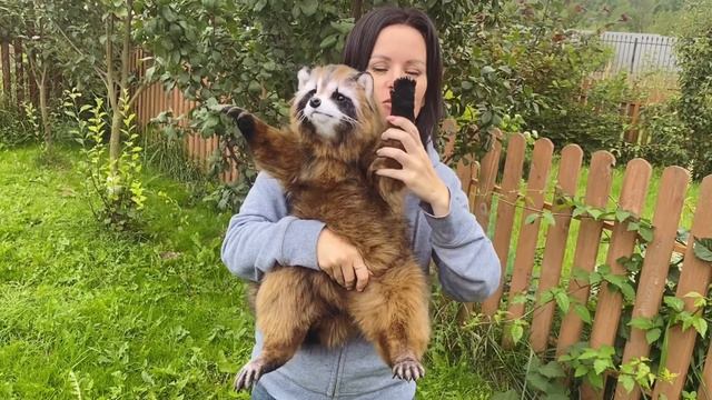 Енот игрушка смотреть онлайн