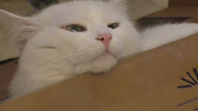 Кот слушает песню Покажи свой LIVE смотреть онлайн