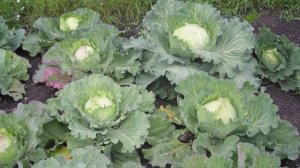 Обзор характеристик и описание сорта капусты Подарок