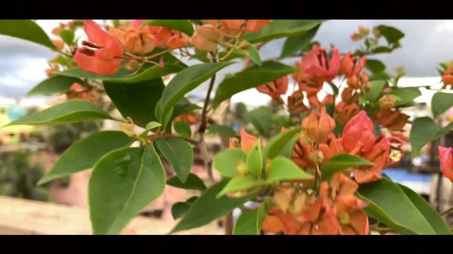 Bougainvillea-Tanglung Orange