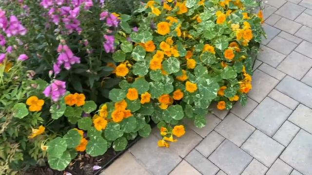Late Spring Garden Tour смотреть онлайн