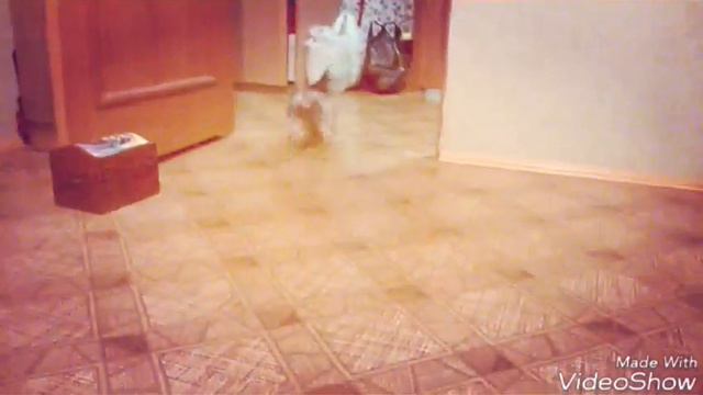 Йоркширский терьер Гуччи играет в игрушки:) смотреть онлайн