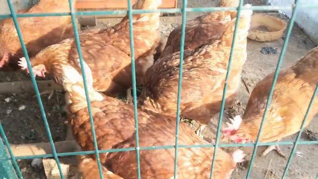 Зимняя теплица. Разочарование или как!? смотреть онлайн