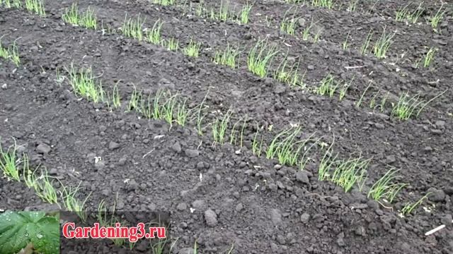 Посев семян лука чернушки Выращиваем лук репку из семян смотреть онлайн
