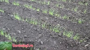 Посев семян лука чернушки Выращиваем лук репку из семян