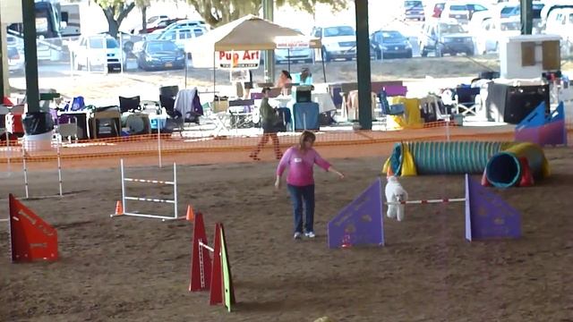 Standard Poodle, Splash, Open JWW agility смотреть онлайн