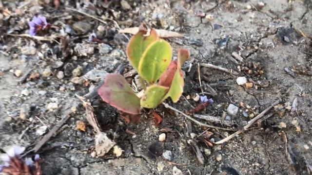 Free Sea Statice Plants!