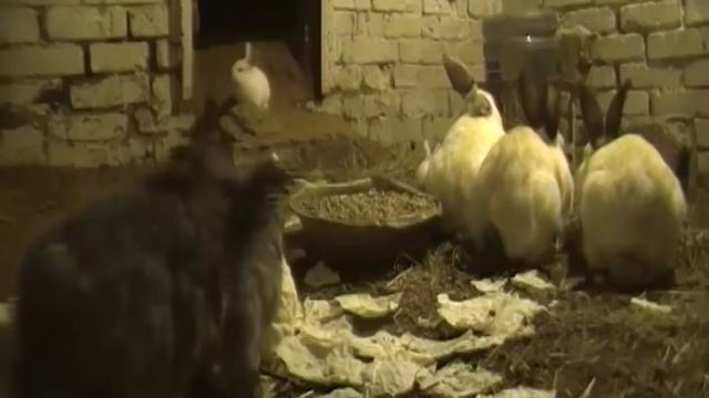 Ну вот и крольчата (Ямное Содержание) смотреть онлайн