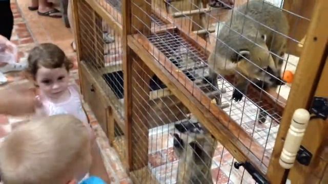 Кормление носухи смотреть онлайн