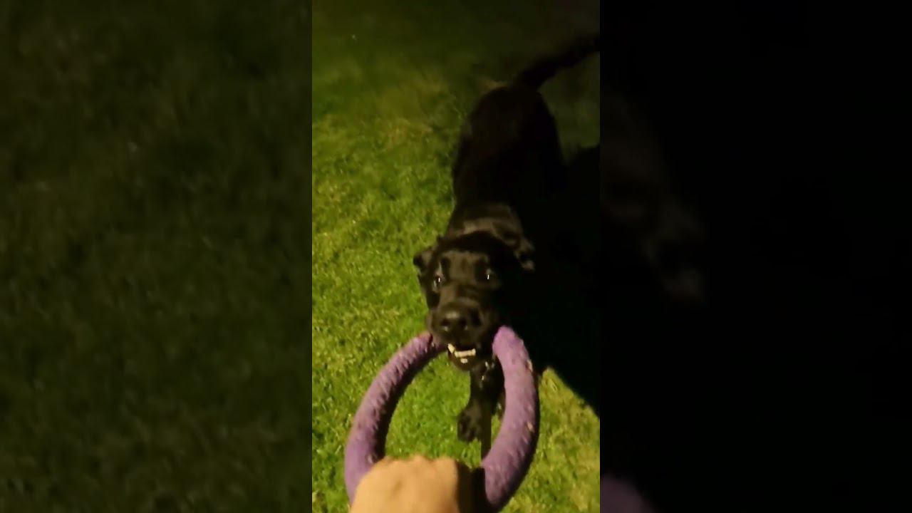 #моя #собака #енот #onhype #intrend #raccoon #pedro #labrador #лабрадор #лучшийпес #bestfriend #dog