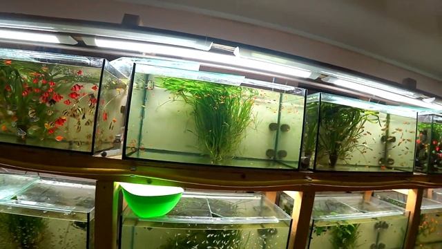 У галактики сгорела икра! Рыбка НА продажу и НА производ смотреть онлайн