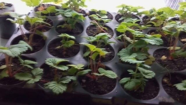 Обзор моей рассады . Помидоры под фитолампой.