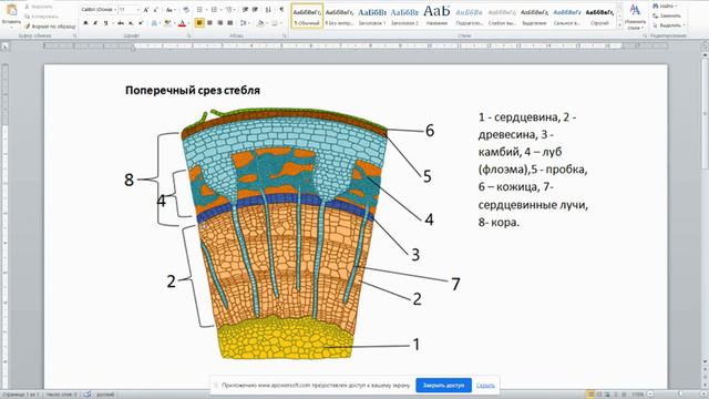 Внутреннее строение стебля смотреть онлайн