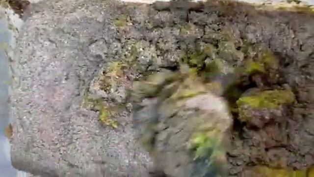 Кормим личинок чёрной львинки. смотреть онлайн