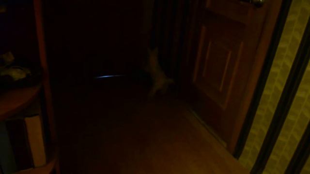 Пикачу вест хайленд уайт терьер 2 месяца и 22 дня