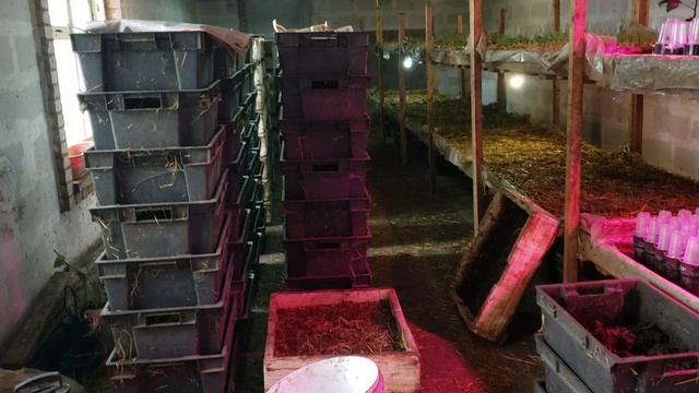 Разведение червей на продажу.Червь все терпит. смотреть онлайн