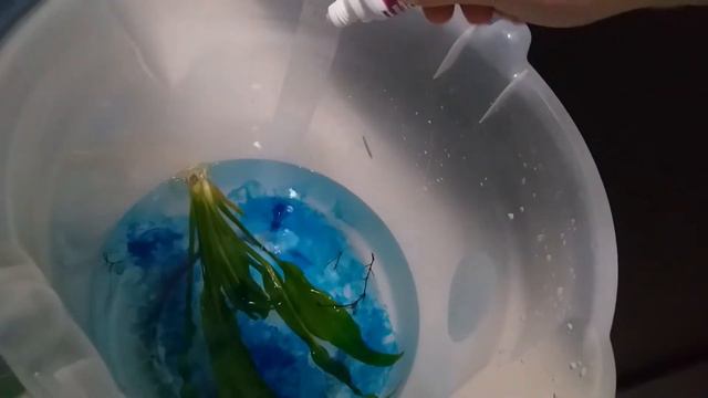 🔴 Esterilização de Plantas para Aquário: Tutorial com Amazonense (Echinodorus bleheri) 🔴 смотреть онлайн