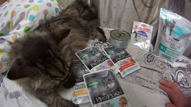 ЧЕМ Я КОРМЛЮ СВОИХ КОШЕЧЕК / How I feed my cats смотреть онлайн