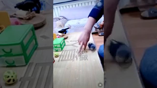 дрессировка попугая