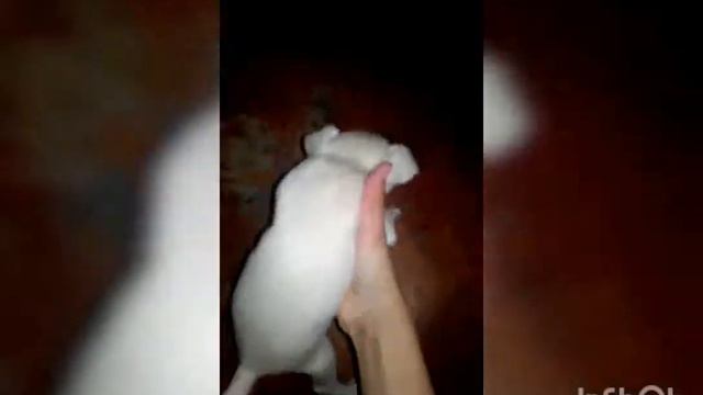 • ЧИХУАШКИ • Наша Бусинка родила !) смотреть онлайн