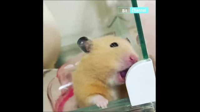 Ржачные животные тик-ток. Смотрю и плачу от смеха. Смешная подборка смотреть онлайн