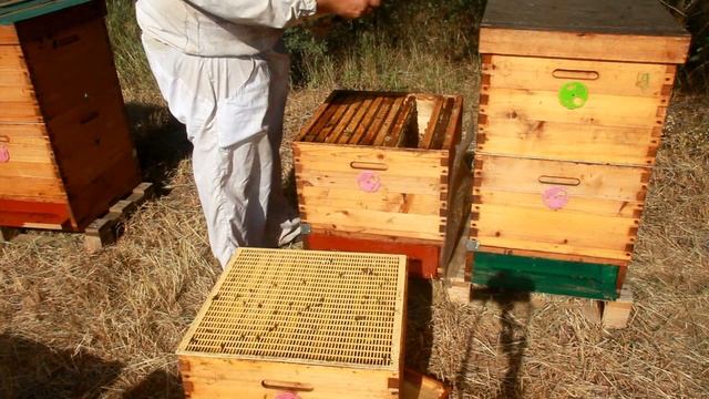 Кочевка на кориандр 2018. Сетчатое дно. смотреть онлайн