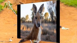 ПЕСЕНКА помогите КЕНГУРУ