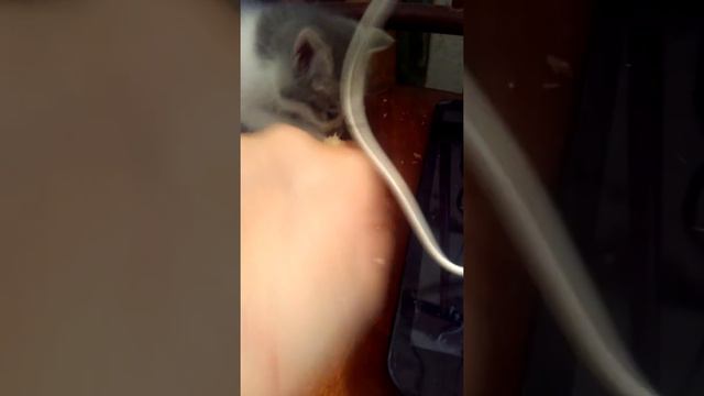 Кошка не хочет есть смотреть онлайн