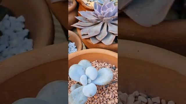 Pachyphytum Oviferum, #sedum craigii, #pachyphytum glutinicaule, Suculentas de sol pleno, #shorts смотреть онлайн